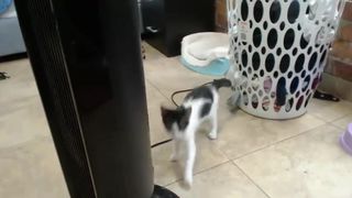 laura cornett Chic chick